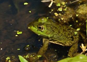 Bullfrog