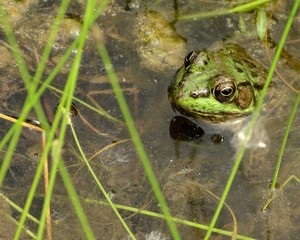 Leopard Frog