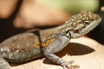 Iguana standing on top of cannonball tree