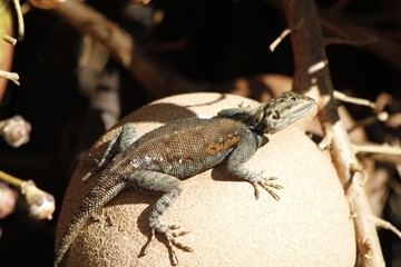 Iguana on top of cannonball tree