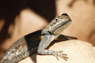 Iguana standing on cannonball tree