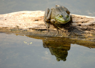 Bullfrog