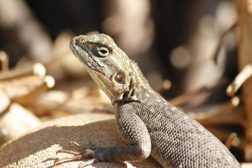 Lizard at the Fairchild Gardens