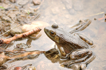 Bullfrog