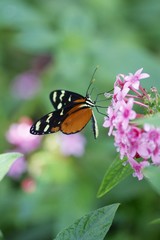 Tiger longwing butterfly feeding - ventral view