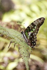 Large striped swordtail ventral view