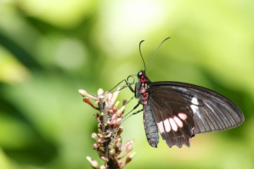 Common birdwing butterfly - fairchild gardens