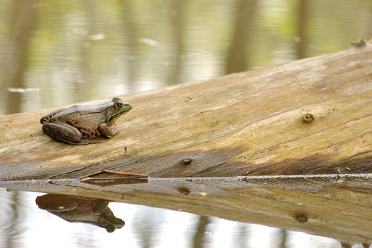 Bullfrog On A Log