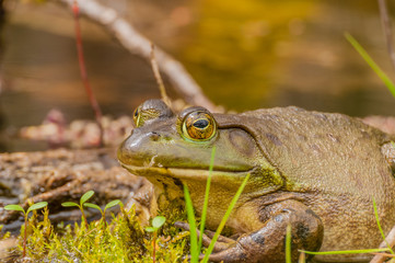 Bullfrog