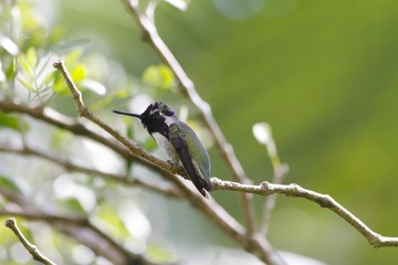 Humming bird on a branch