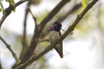 Humming bird standing on a branchh