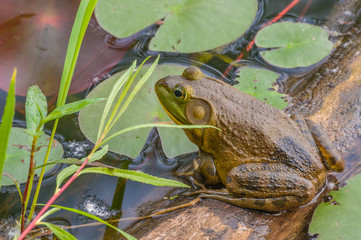Bullfrog