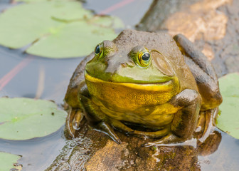 Bullfrog
