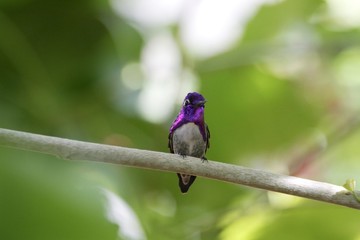 Humming bird standing on a branch
