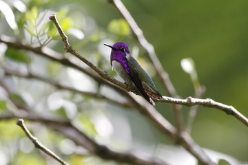 Humming bird standing on a branch