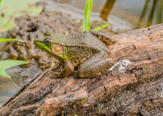 Bullfrog