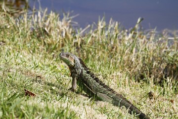 Common Iguana