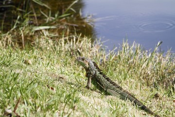 Iguana sunbathing at the Fairchild Gardens