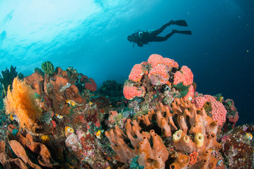 Fototapeta na wymiar Diver, coral reef, sponge, sea fan in Ambon, Maluku underwater