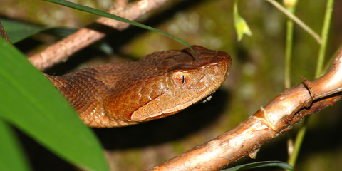 Copperhead Snake United States