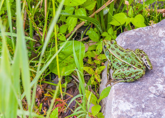 Leopard Frog