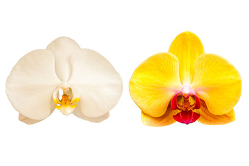 Obraz na płótnie Canvas Close-up orchid isolated on white, Phalaenopsis
