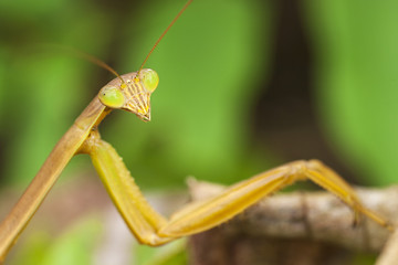 カマキリ　東京