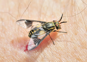 Biting Deer Fly