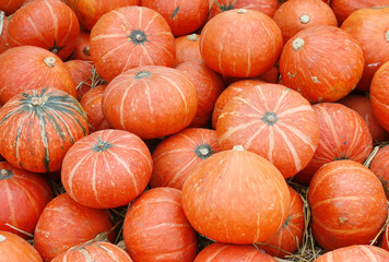Lot of Pumpkins