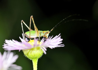 Katydid Nymph