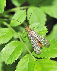 Scorpion Fly