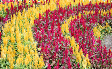 Colorful plumed cockscomb flower or Celosia argentea blossom
