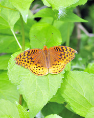 Obraz premium Great Spangled Fritillary Butterfly