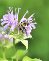 Bumble Bee