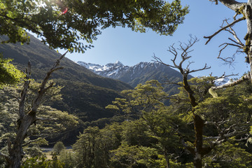Obraz premium Mountains through the trees. New Zealand