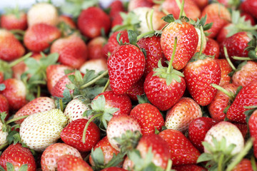 a lot of fresh strawberry fruit