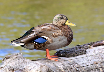 Female Mallard Duck standing on tree  Anas platyrhynchos ducks