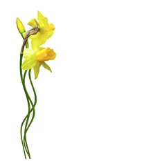 Foto op Plexiglas yellow flowers daffodils © alenalihacheva