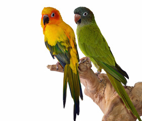 Conure Parrots
