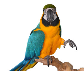 Blue and Gold Macaw