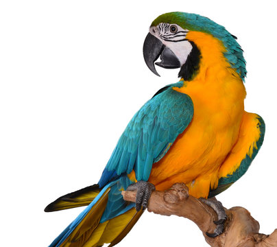 Fototapeta Blue and Gold Macaw