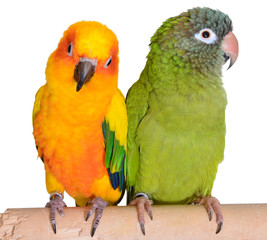 Fototapeta na wymiar Colorful Conure Parrots