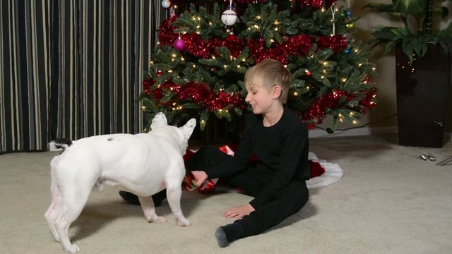 Boy and his dog playing by the Christmas tree