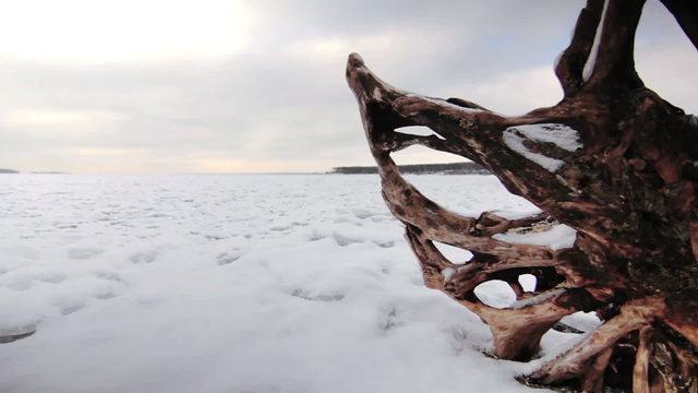 Old snag on the shore of a frozen lake