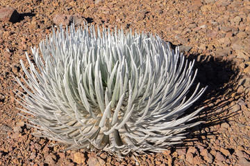 The Haleakalā silversword (Argyroxiphium sandwicense subsp. mac