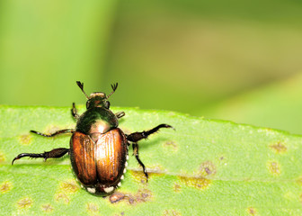 Japanese Beetle - Popillia japonica