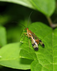 Scorpion Fly