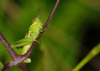 Grasshopper