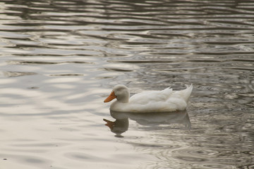 Sitting Duck