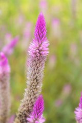 Obraz premium Cockscomb Flower